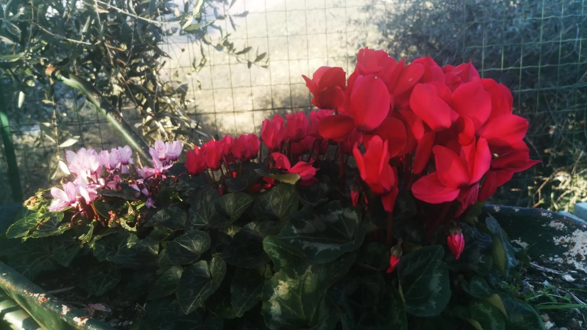 B&B Al N.9 Pontedassio Bed & Breakfast